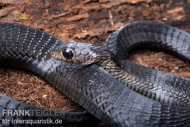 Schwarze Baumschlange, Thrasops occidentalis