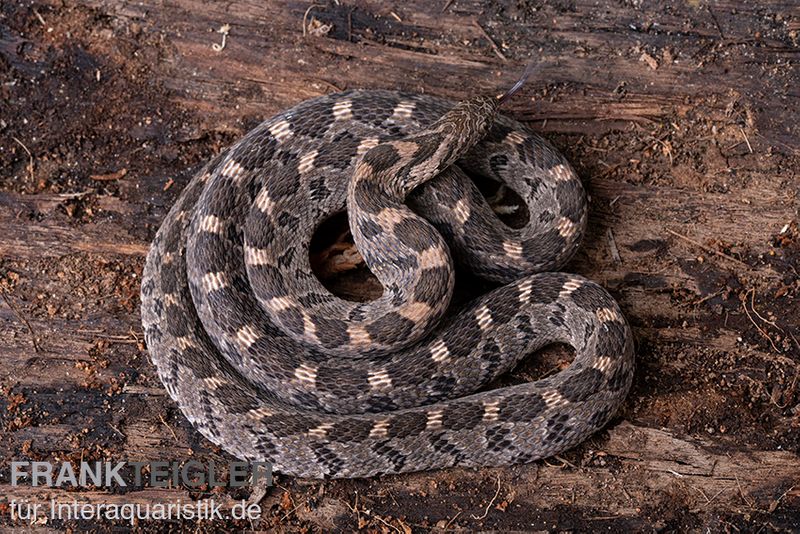 Afrikanische Eierschlange, Dasypeltis scabra