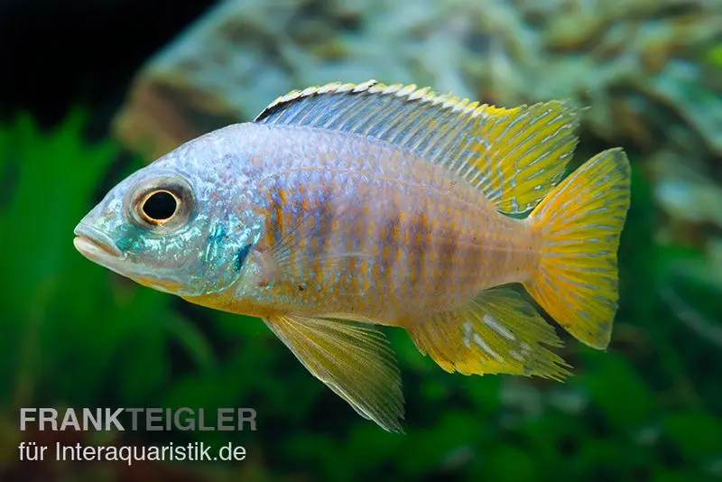 Jalo-Reef-Buntbarsch, Placidochromis sp. JALO REEF, 5-9 cm DNZ