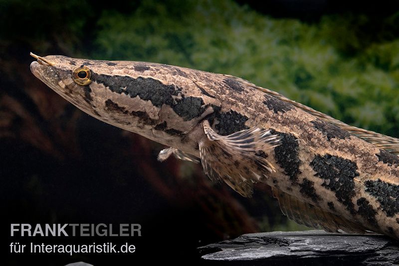 Afrikanischer Schlangenkopf, Channa obscura