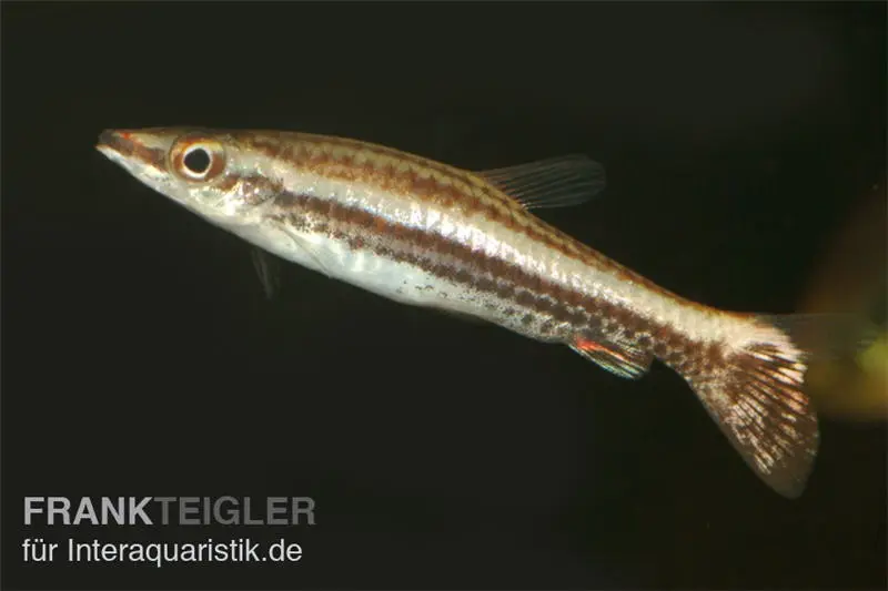 Spitzmaul-Ziersalmler, Nannostomus eques, 3-4 cm