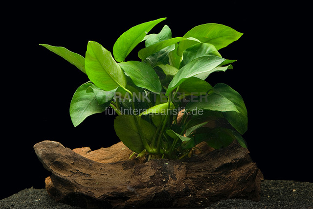 Zwergspeerblatt, Anubias nana, 1 Rhizom zum Aufbinden