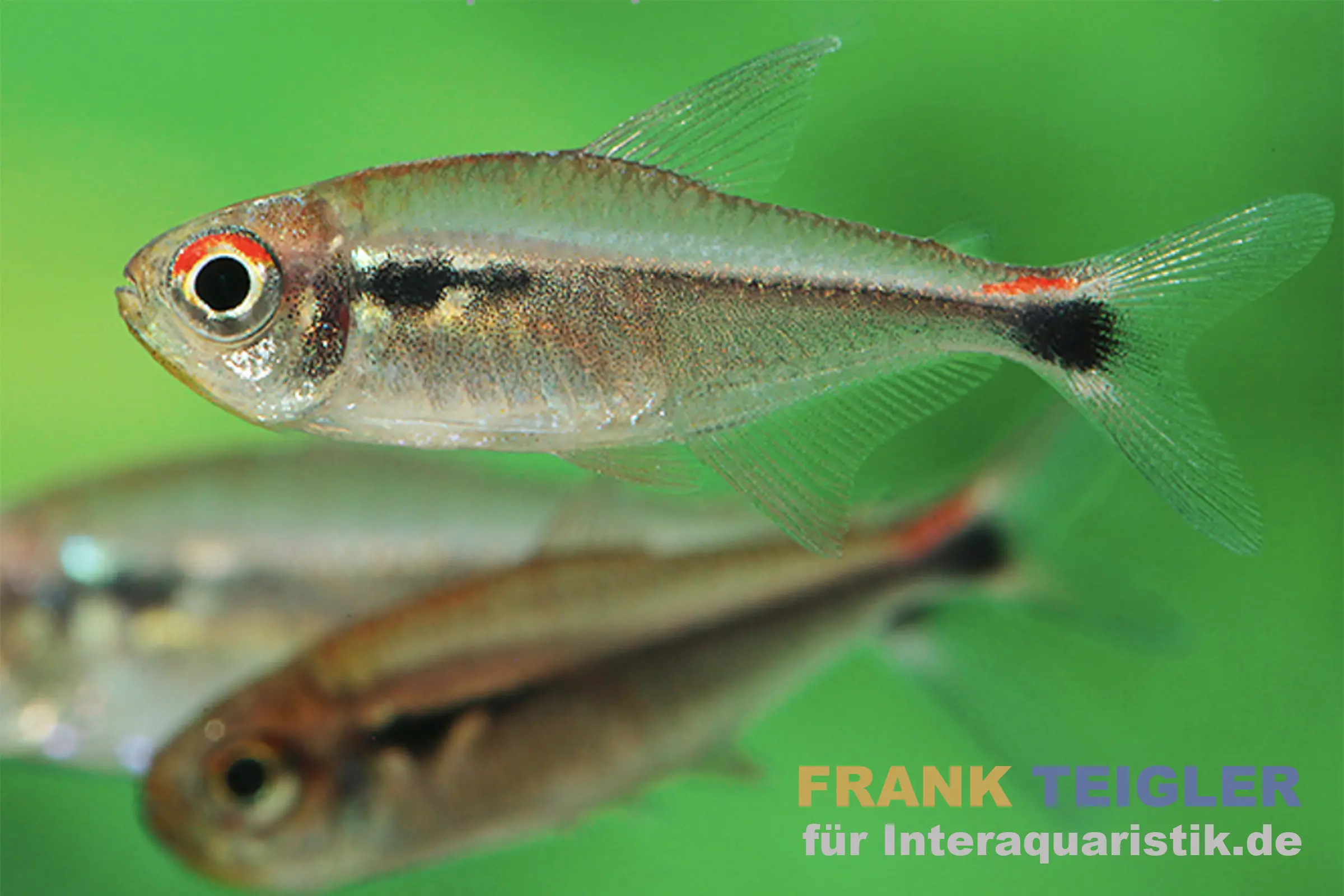 Montags-Dreibandsalmler, Hyphessobrycon montagi