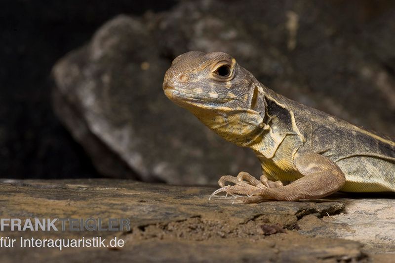 Schmetterlingsagame, Leiolepis belliana