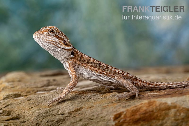 Bartagame, Pogona vitticeps, Farbmix, ca. 10-12 cm männlich