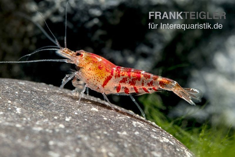 TiBee-Garnele rot, Tigerbiene, Caridina spec.