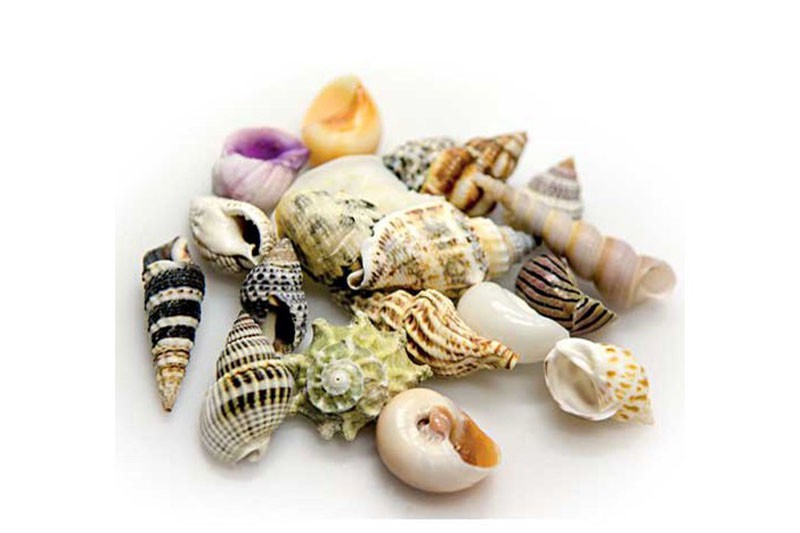 Hobby Sea Shells Set L (5 Stück)