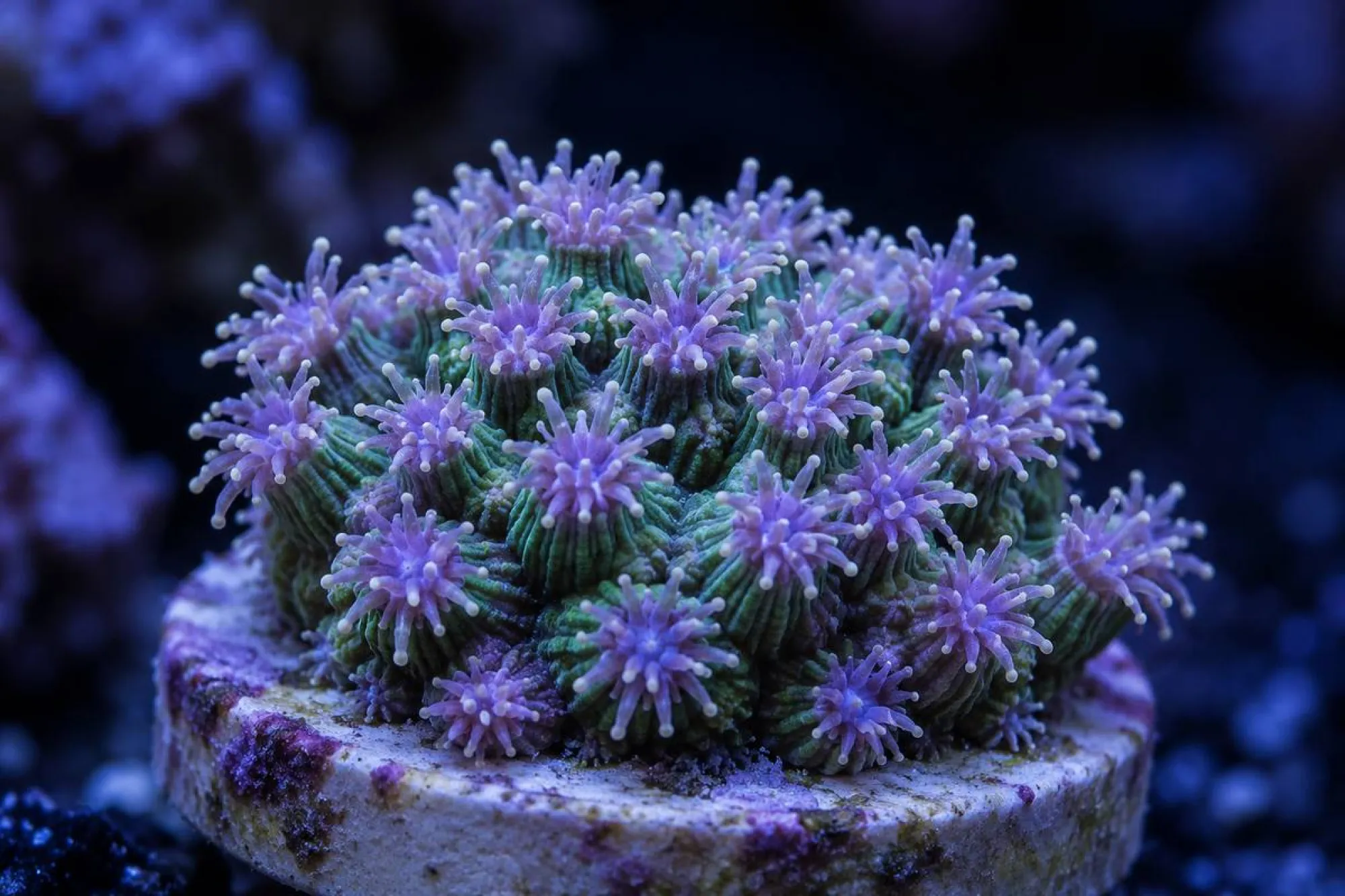 Kristallkoralle „Bicolor“ (Nachzucht), Galaxea astreata, Größe S–M