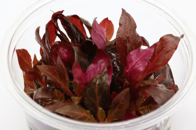 Rotes Papageienblatt, Alternanthera reineckii "Rosanervig", In Vitro