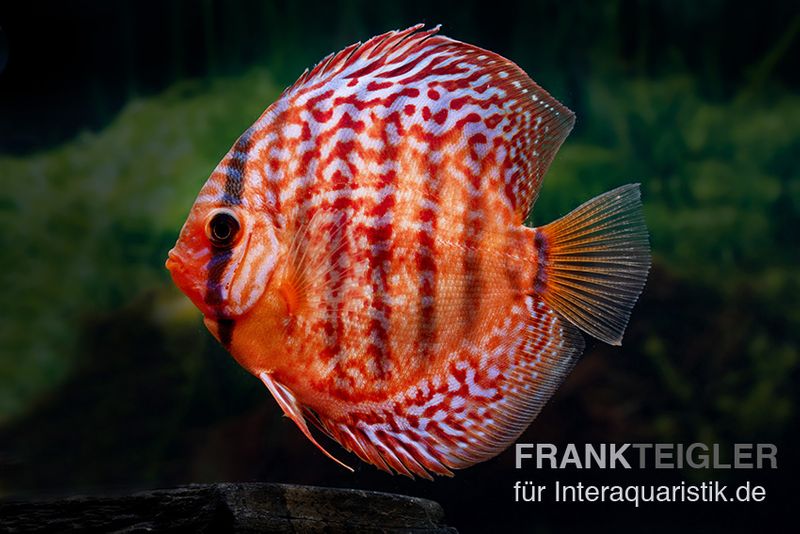 Diskusfisch ASIA-NZ, Symphysodon discus Red turquoise (Red royal), 5 Zoll, 12-13 cm