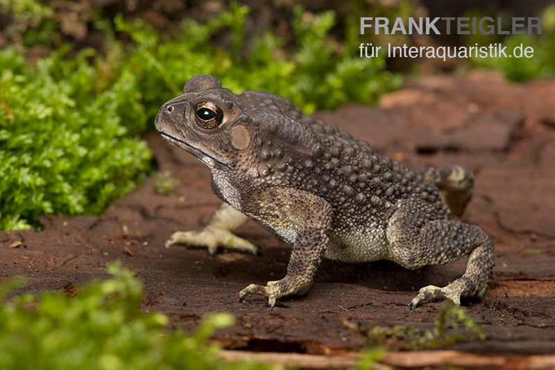 Schwarznarbenkröte, Bufo melanostictus