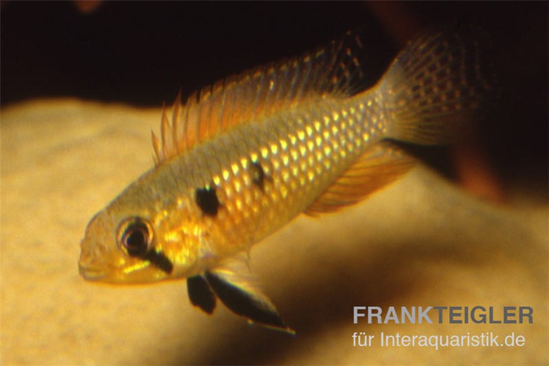 Elisabeth’s Zwergbuntbarsch, Apistogramma elizabethae, paar