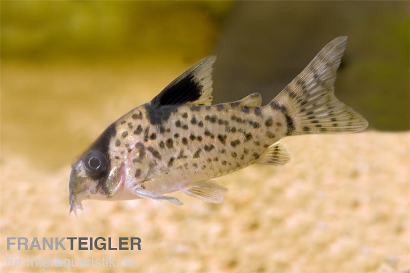 Schwarzflossen Panzerwels, Corydoras leucomelas