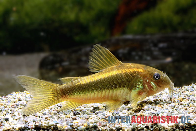 "Neon Gold Stripe"-Panzerwels, Corydoras sp. "Neon Gold Stripe" (CW10)