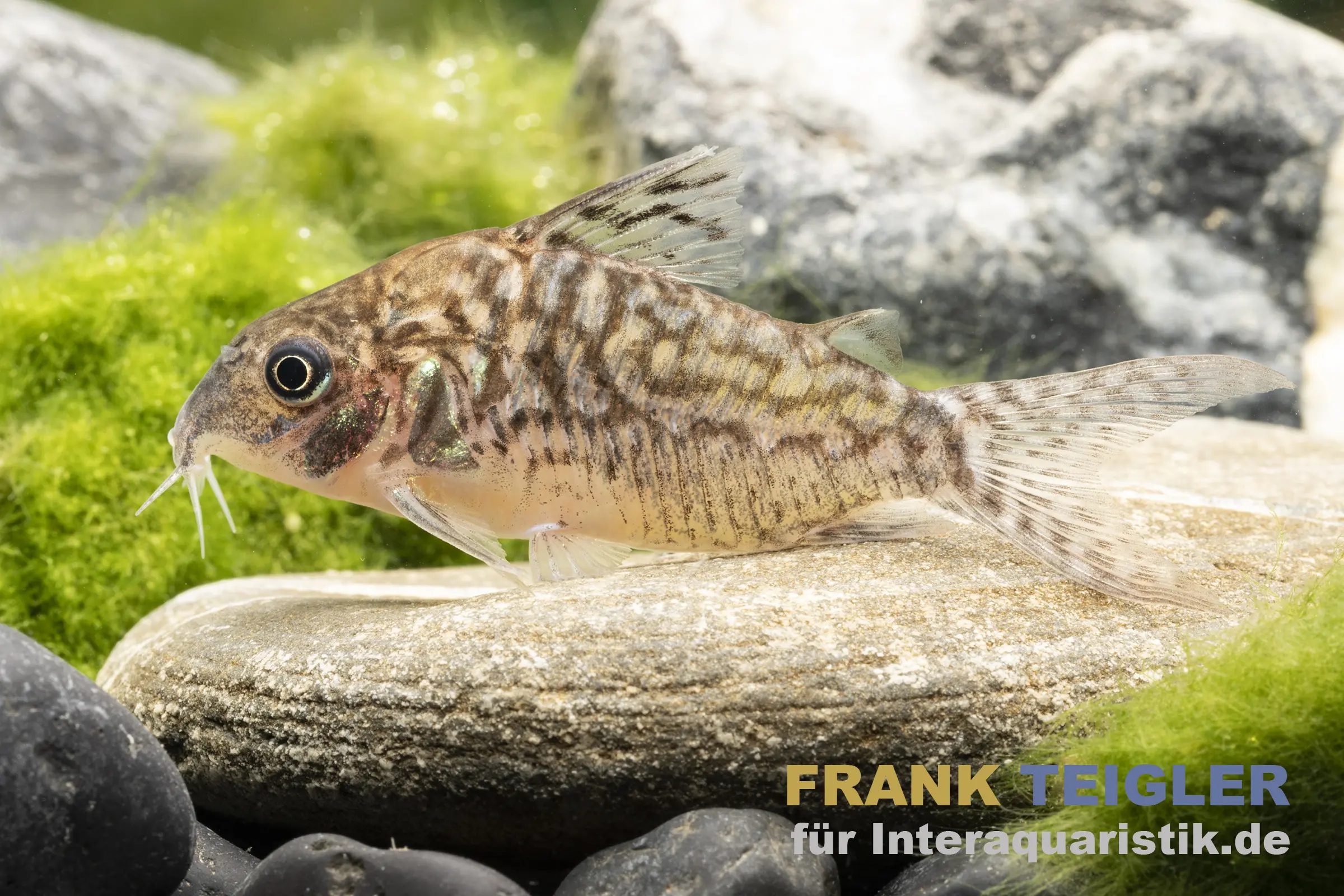 Corydoras-Panzerwels liegt auf einem Stein im Aquarium, umgeben von grünen Algen und Kieselsteinen