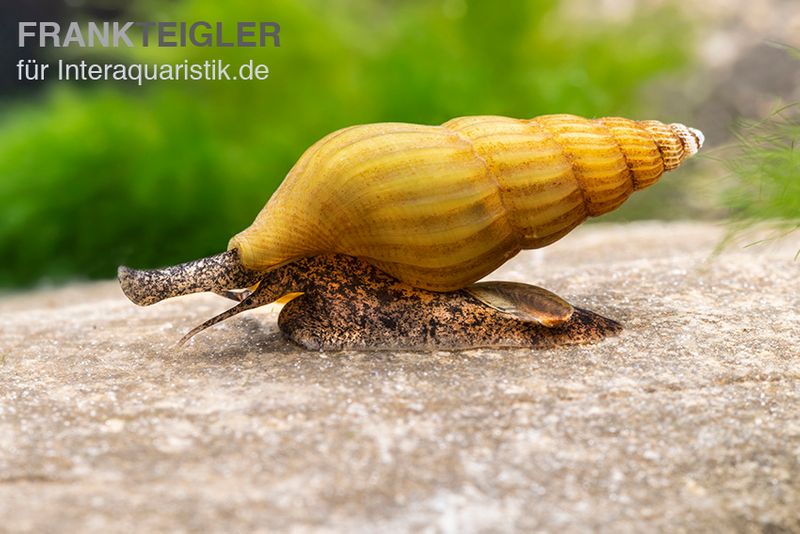 Goldene Raubturmdeckelschnecke, Anentome helena