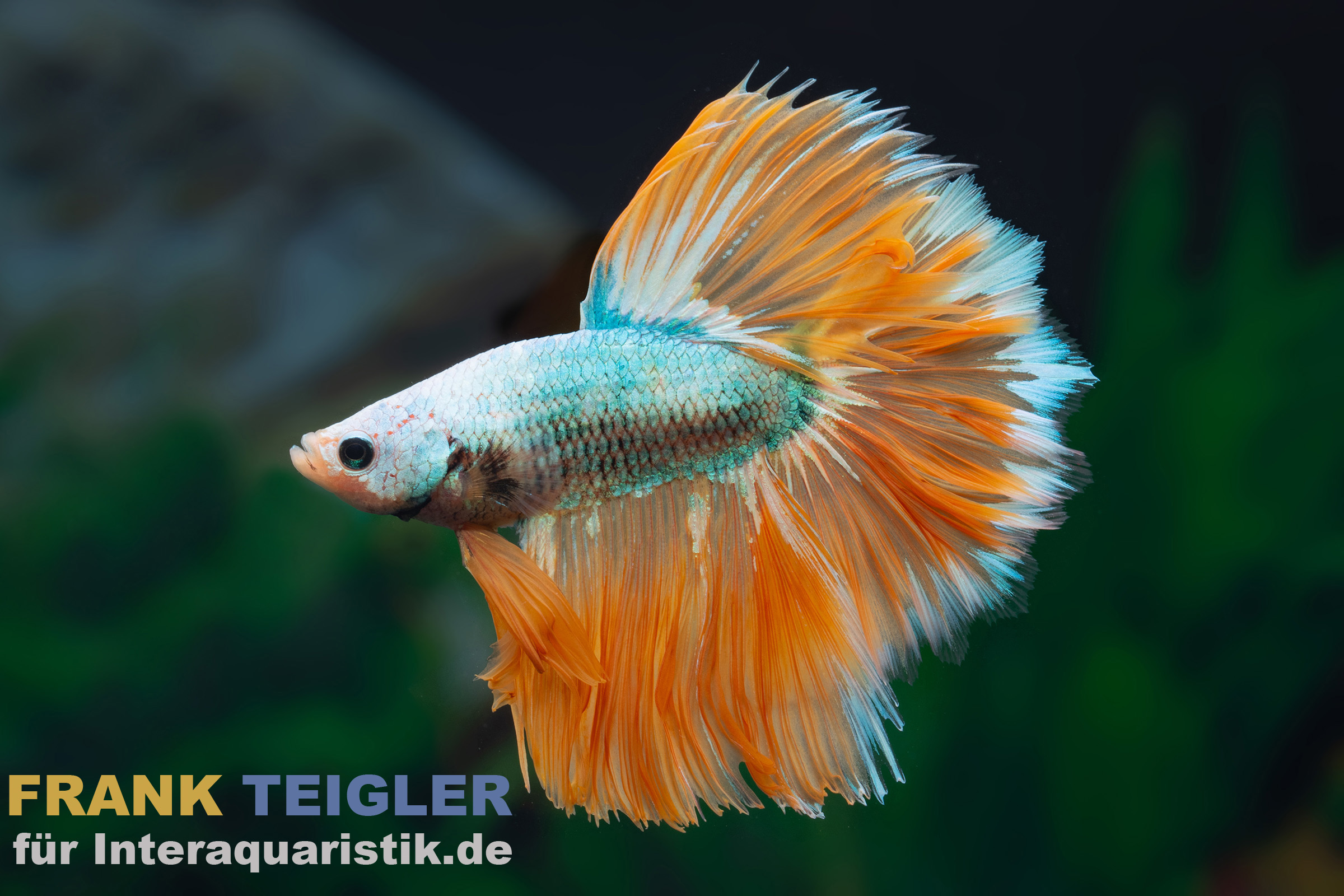 Halfmoon Kampffisch Butterfly Yellow, Männchen (Betta splendens) in Seitenansicht: türkis-weiß schimmernder Körper mit deutlich abgegrenztem gelb-orange Flossensaum und hellen Flossenrändern