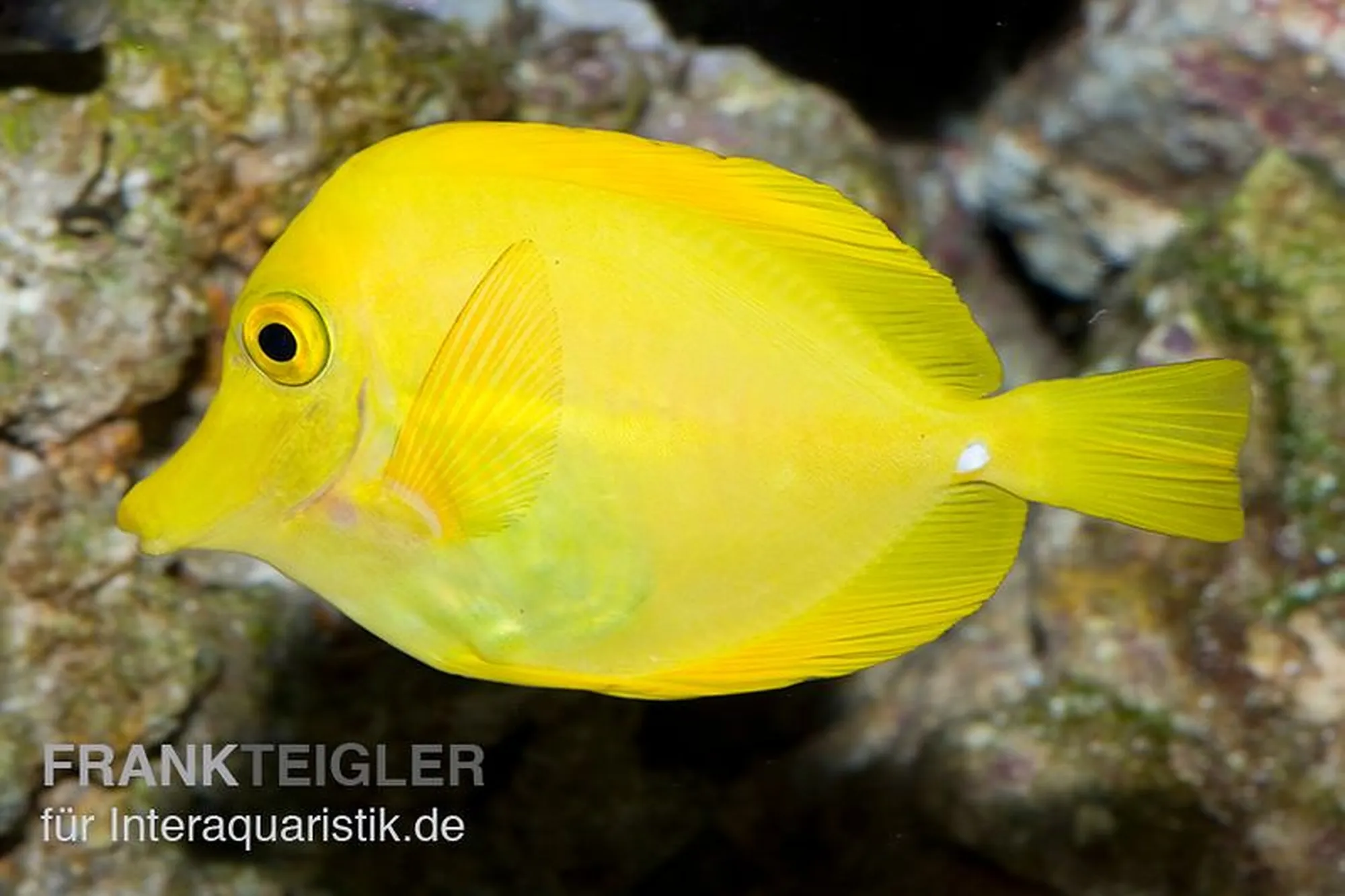 Gelber Segelflossendoktor aus Nachzucht, Zebrasoma flavescens, ca. 3,0-5,0 cm