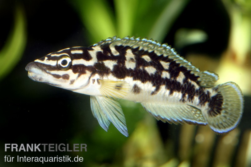 Schwarzweißer Schlankcichlide, Julidochromis transcriptus