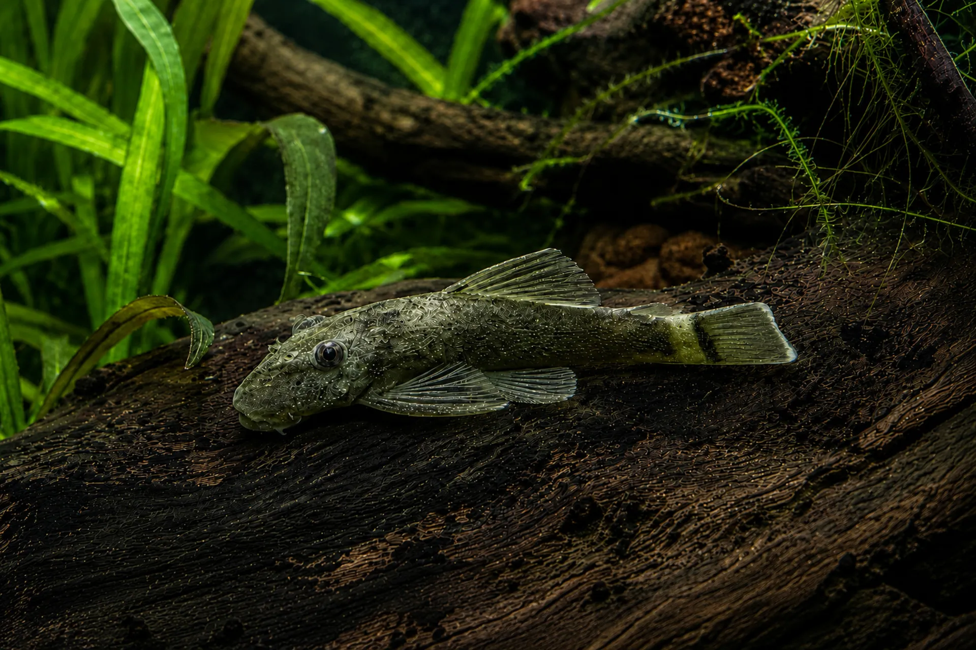 Green Dragon Antennenwels (Ancistrus sp. „Green Dragon“) in Oliv-Grün auf Wurzel im Aquarium, dichtes Pflanzenbild, friedlicher Aufwuchsfresser, garnelensicher, Höhlenbrüter – ideale Zuchtform ab 80 cm Becken