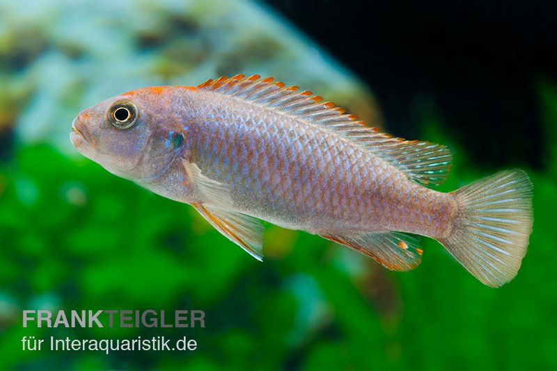 Rotstirn-Maulbrüter, Pseudotropheus perspicax NDUMBI RED TOP, 4-5 cm
