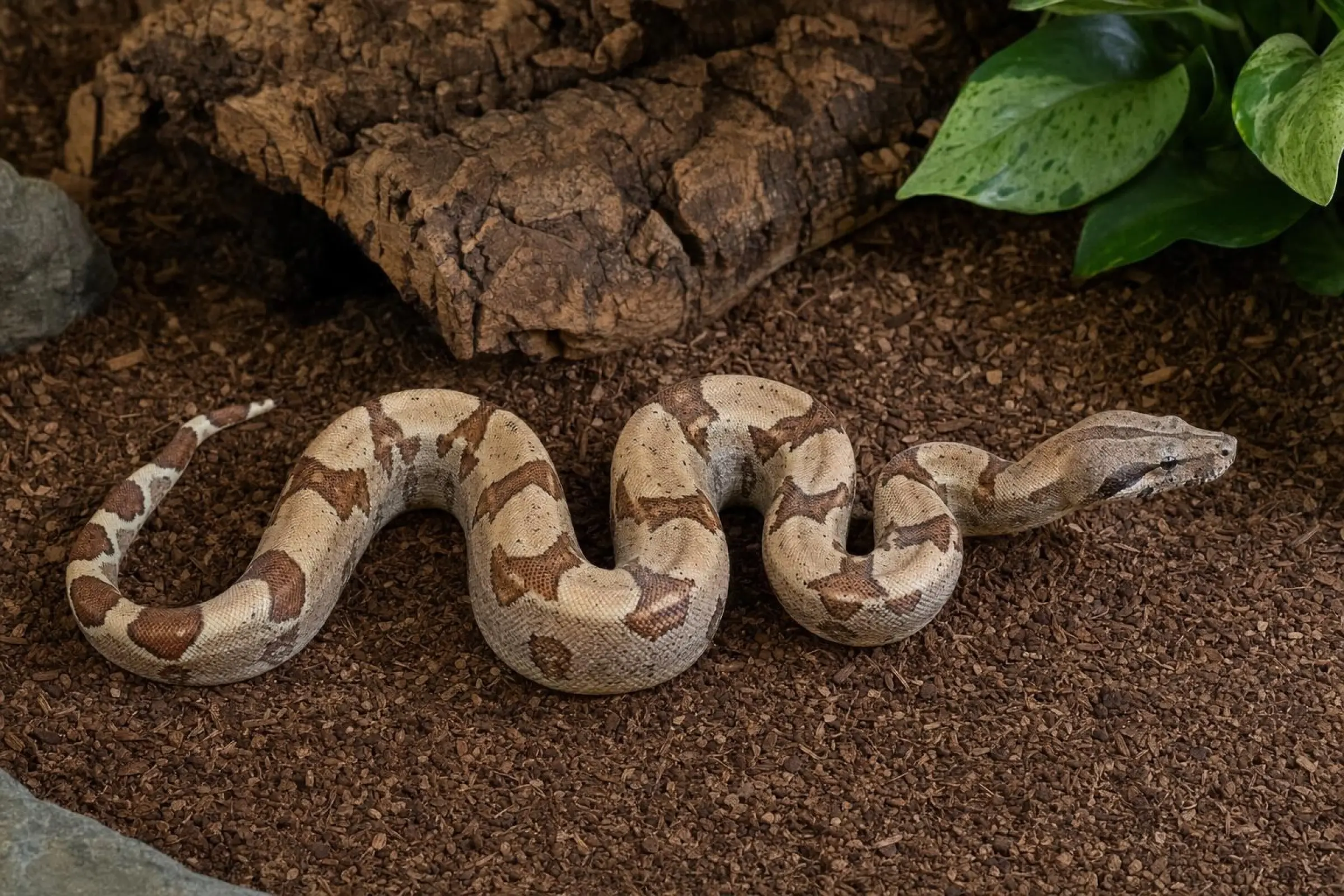 Hypo-Abgottschlange, Boa constrictor