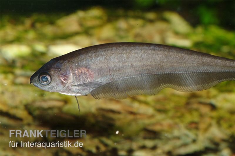 Afrikanischer Messerfisch, Xenomystus nigri