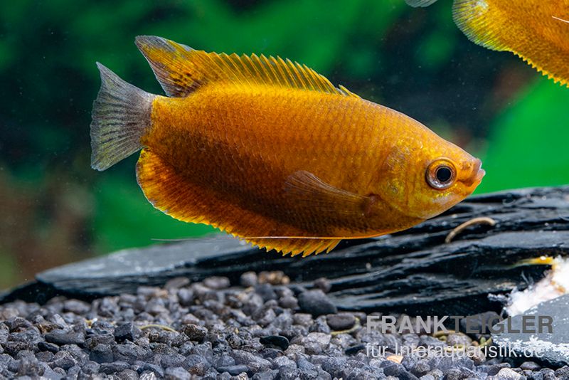 Dicklippiger Fadenfisch orange, Colisa labiosa “Orange“