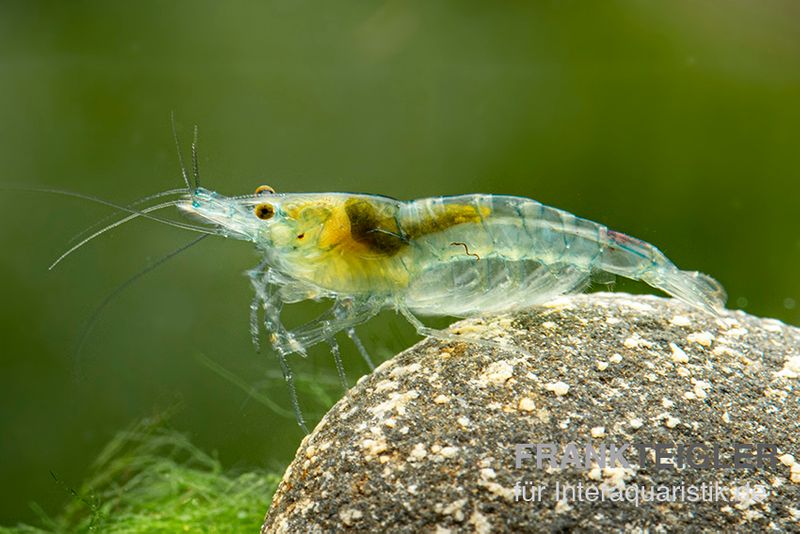 Green Jelly Garnele, Neocaridina davidi "Green Jelly"