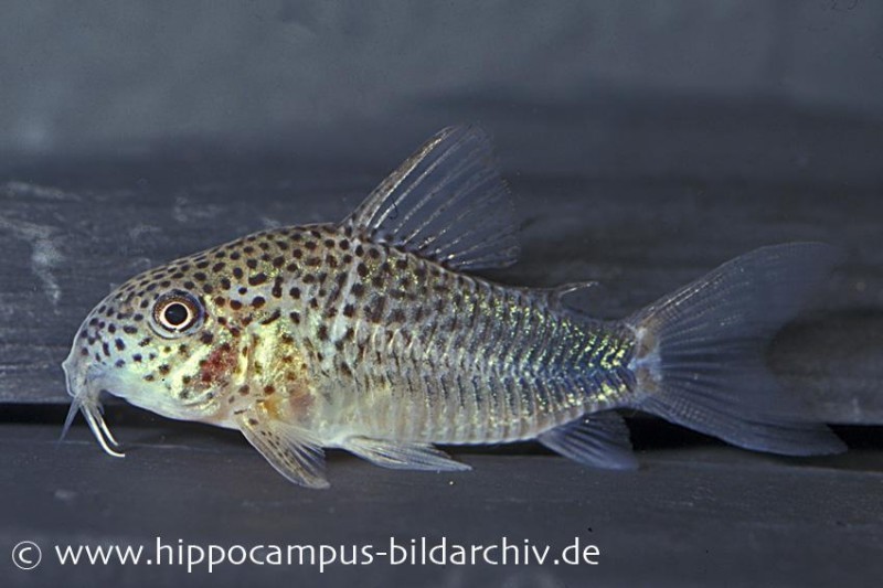 Similis Panzerwels, Corydoras similis