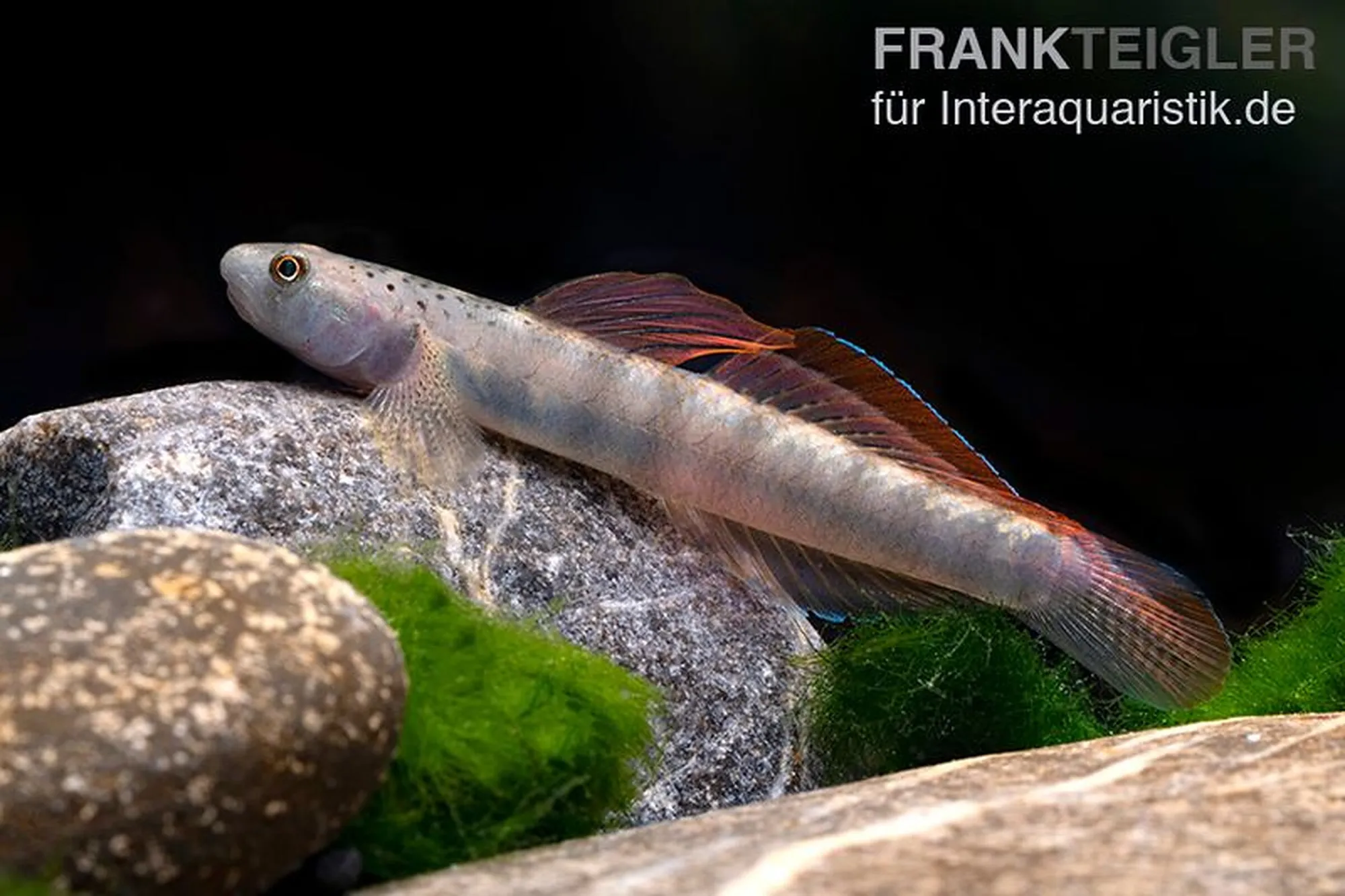 Orangeflossen-Grundel, Stiphodon maculidorsalis