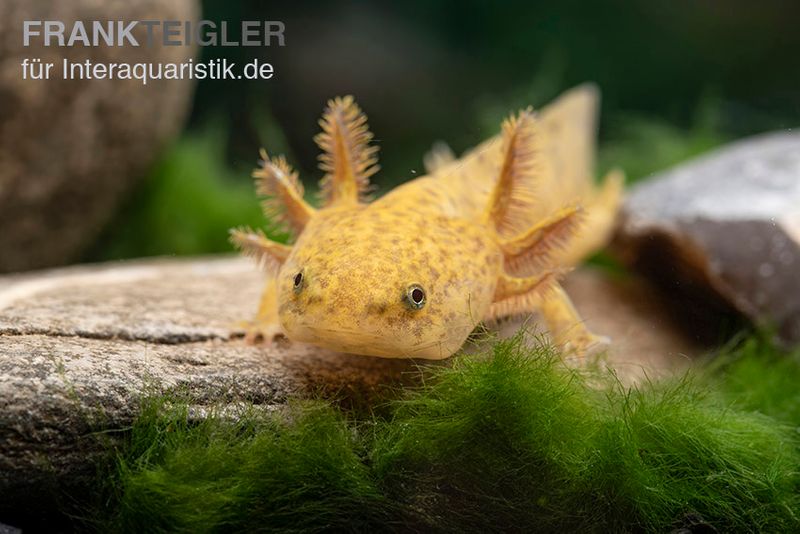 Axolotl kupfer, Ambystoma mexicanum