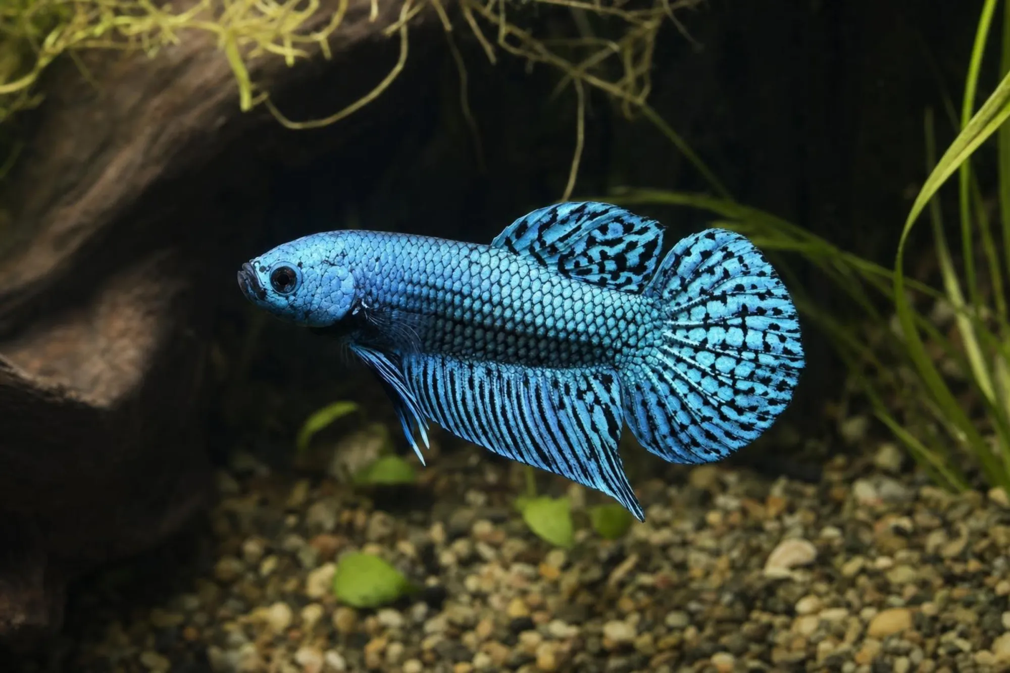 Alien-Hybrid-Kampffisch „Stahlblau“, Weibchen, Betta sp.