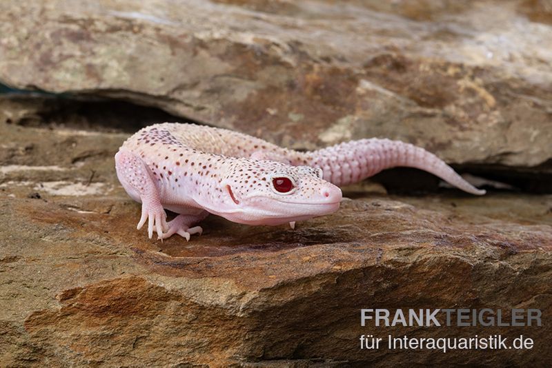 Leopardgecko, Eublepharis macularius, BELL ALBINO ENIGMA