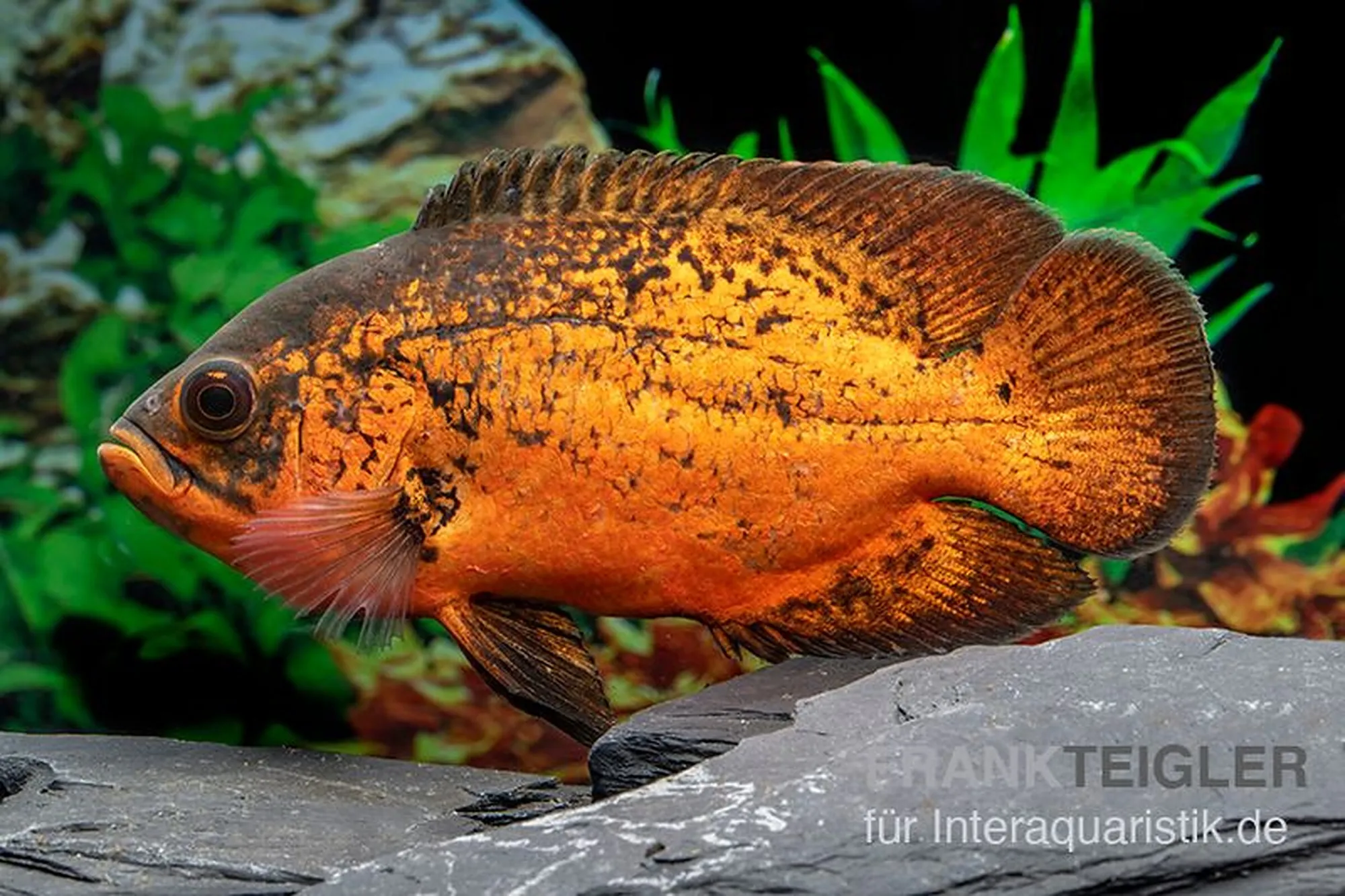 Pfauenaugenbuntbarsch „Smooth Red“, Astronotus ocellatus „Smooth Red“