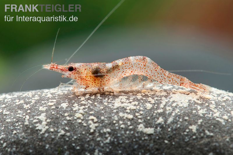 Afrikanische Zwerggarnele, Caridina gaesumi