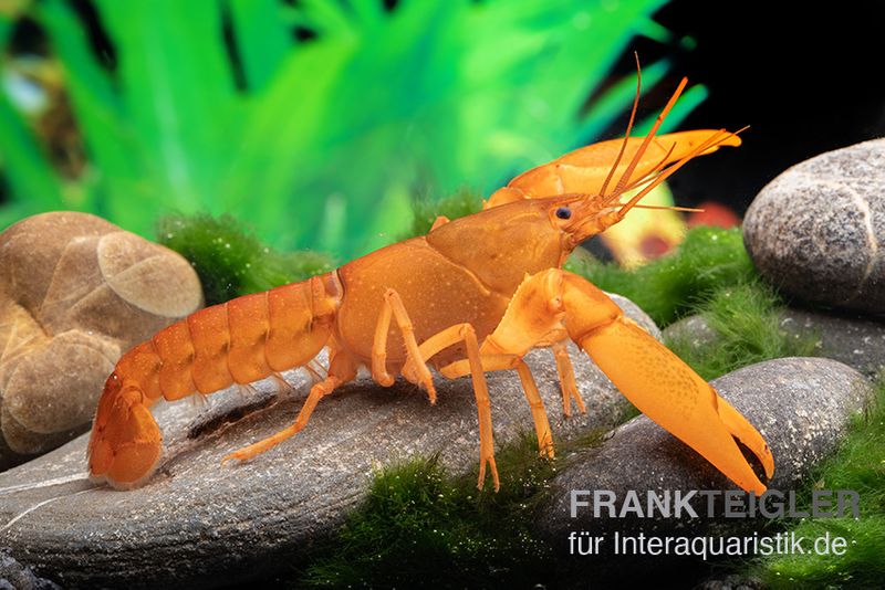 Goldener Cherax, Cherax cf. snowden, Paar (1 Männchen + 1 Weibchen)