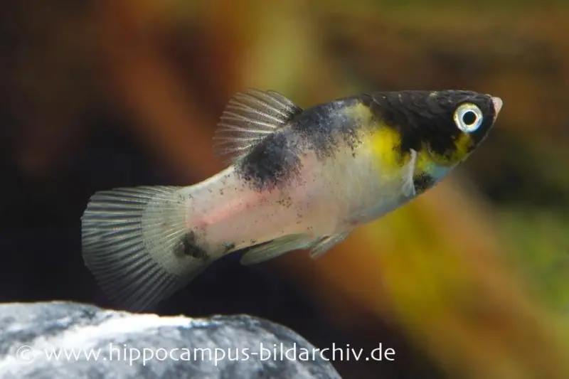Dalmatiner Platy, Xiphophorus maculatus
