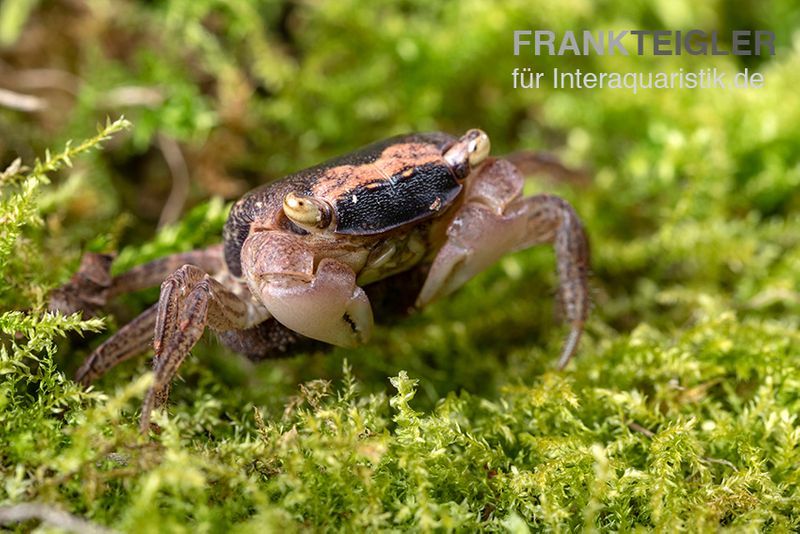 Marmorkrabbe, Metasesarma obesum (Batik Crab), Zufällig ausgewählt