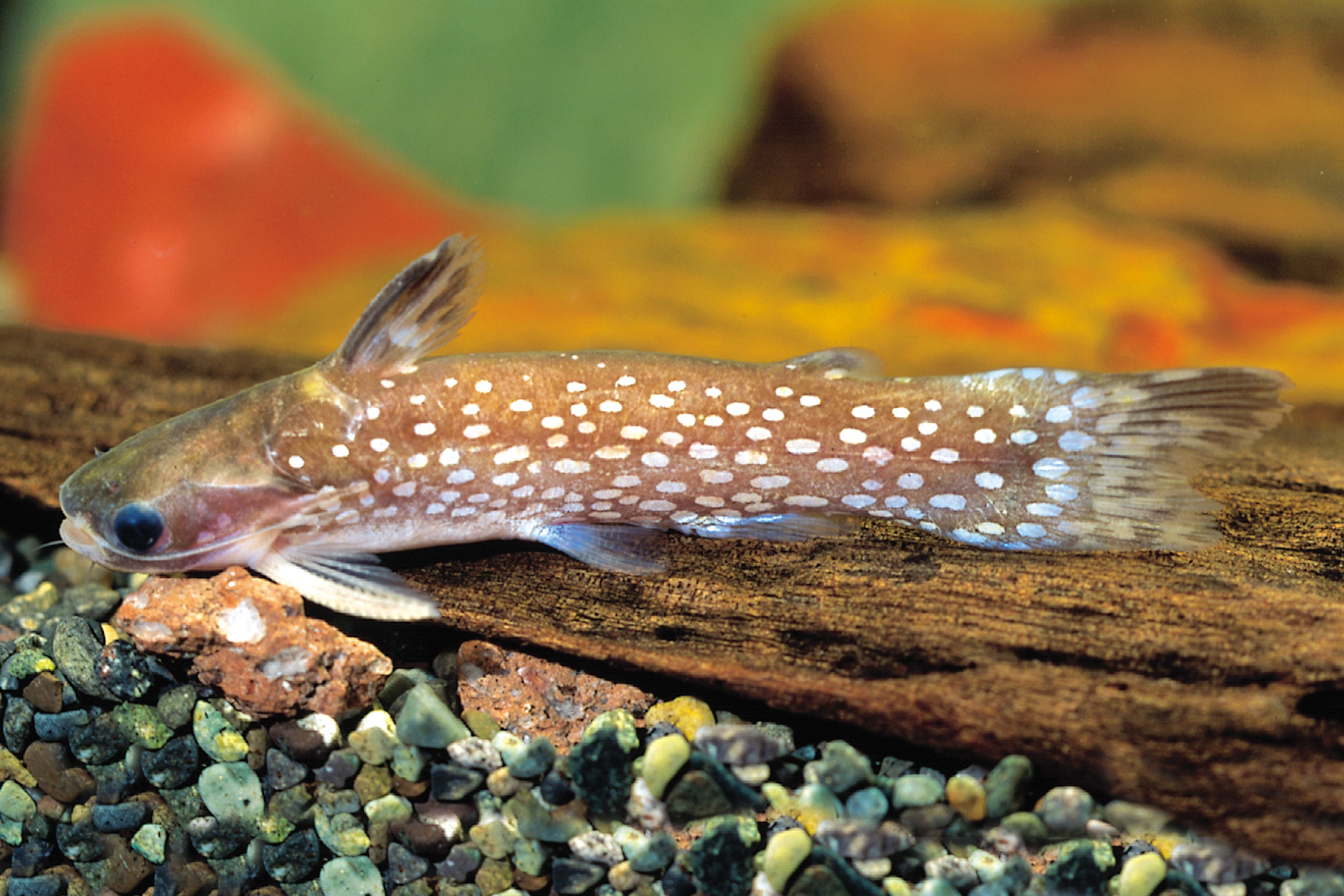 Milchstraßen-Trugdornwels, Tatia galaxias, 4-6 cm