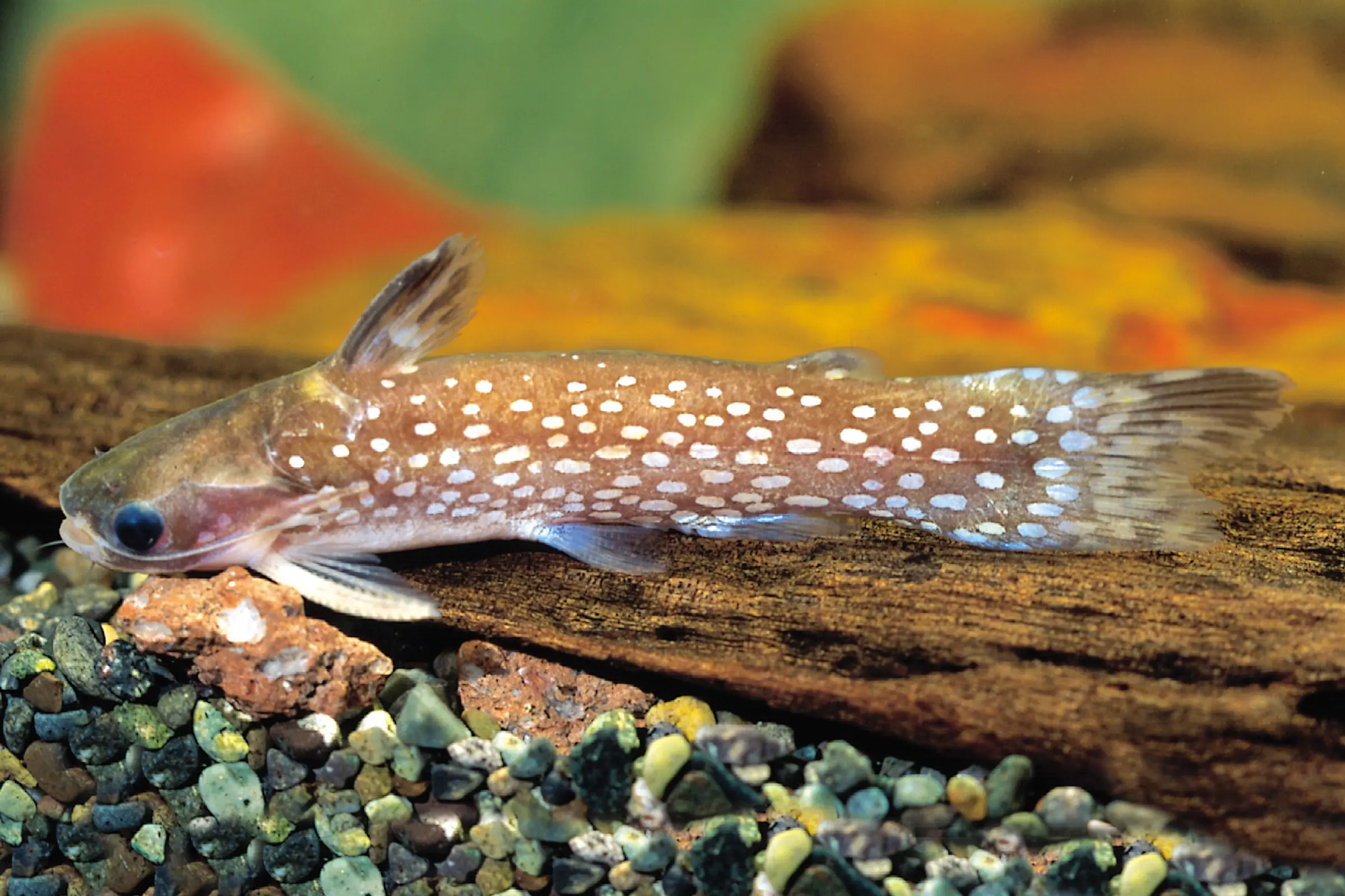 Milchstraßen-Trugdornwels, Tatia galaxias, 4-6 cm