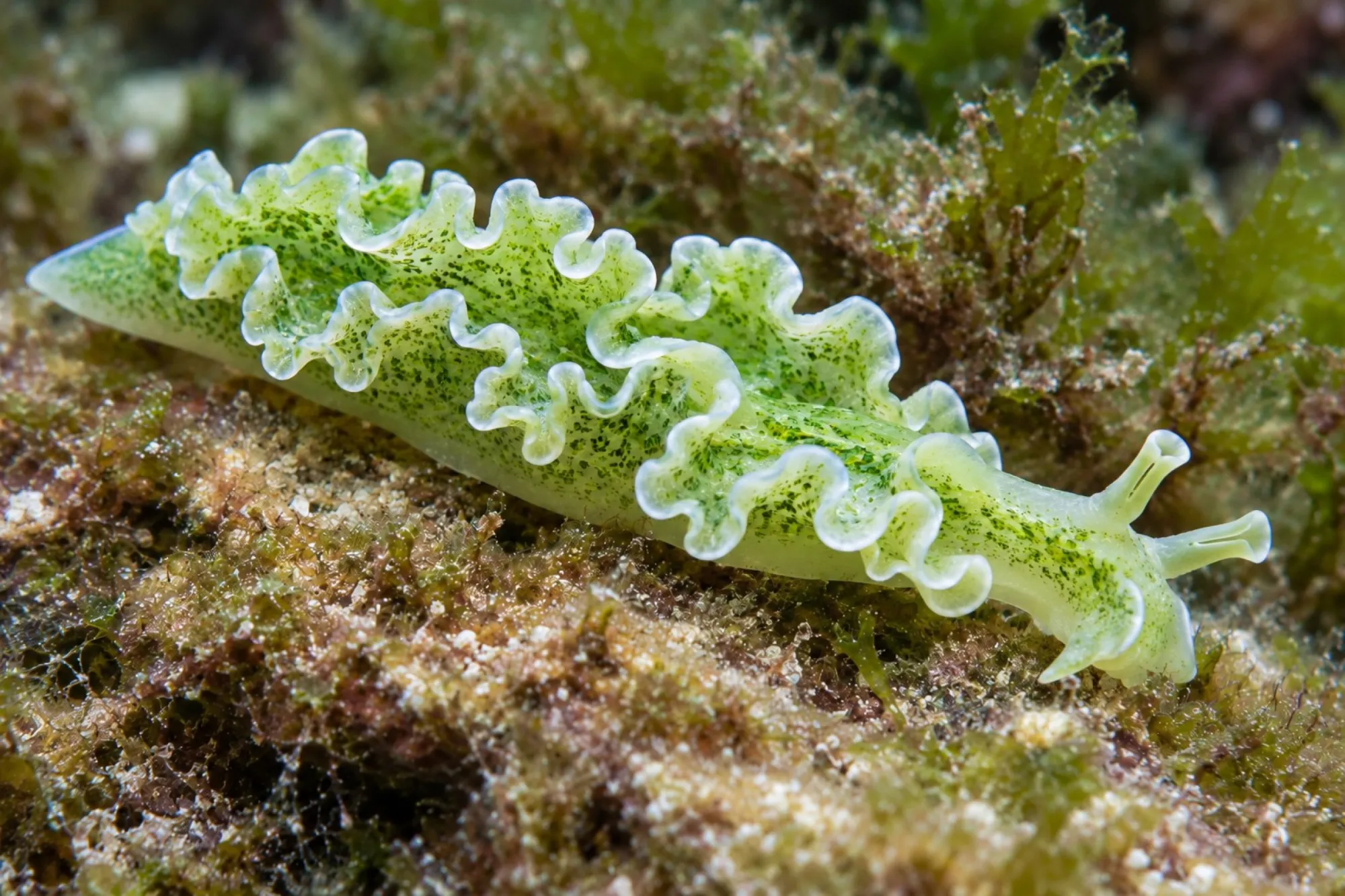 Blumenkohl-Sackzungenschnecke, Elysia crispata