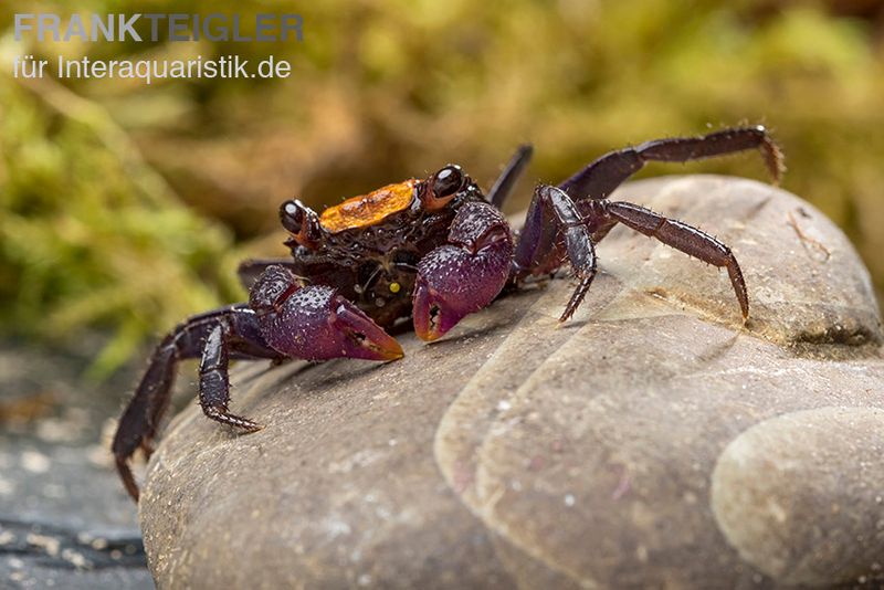 Schwarzfuss-Vampirkrabbe, Geosesarma sp. 'Black leg', Paar (1 Männchen + 1 Weibchen)