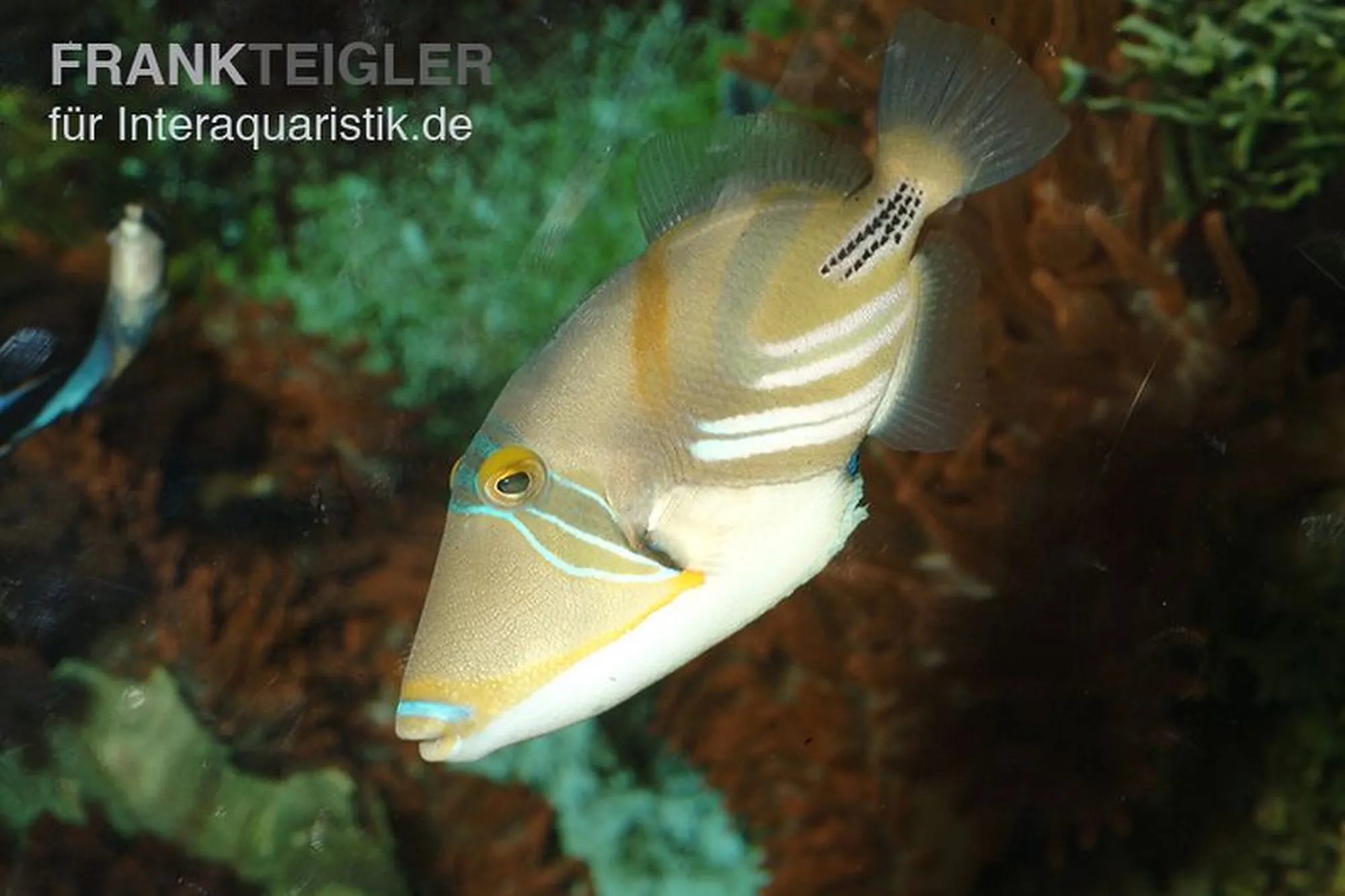 Picasso-Drückerfisch, Rhinecanthus aculeatus, ca. 3,0-5,0 cm
