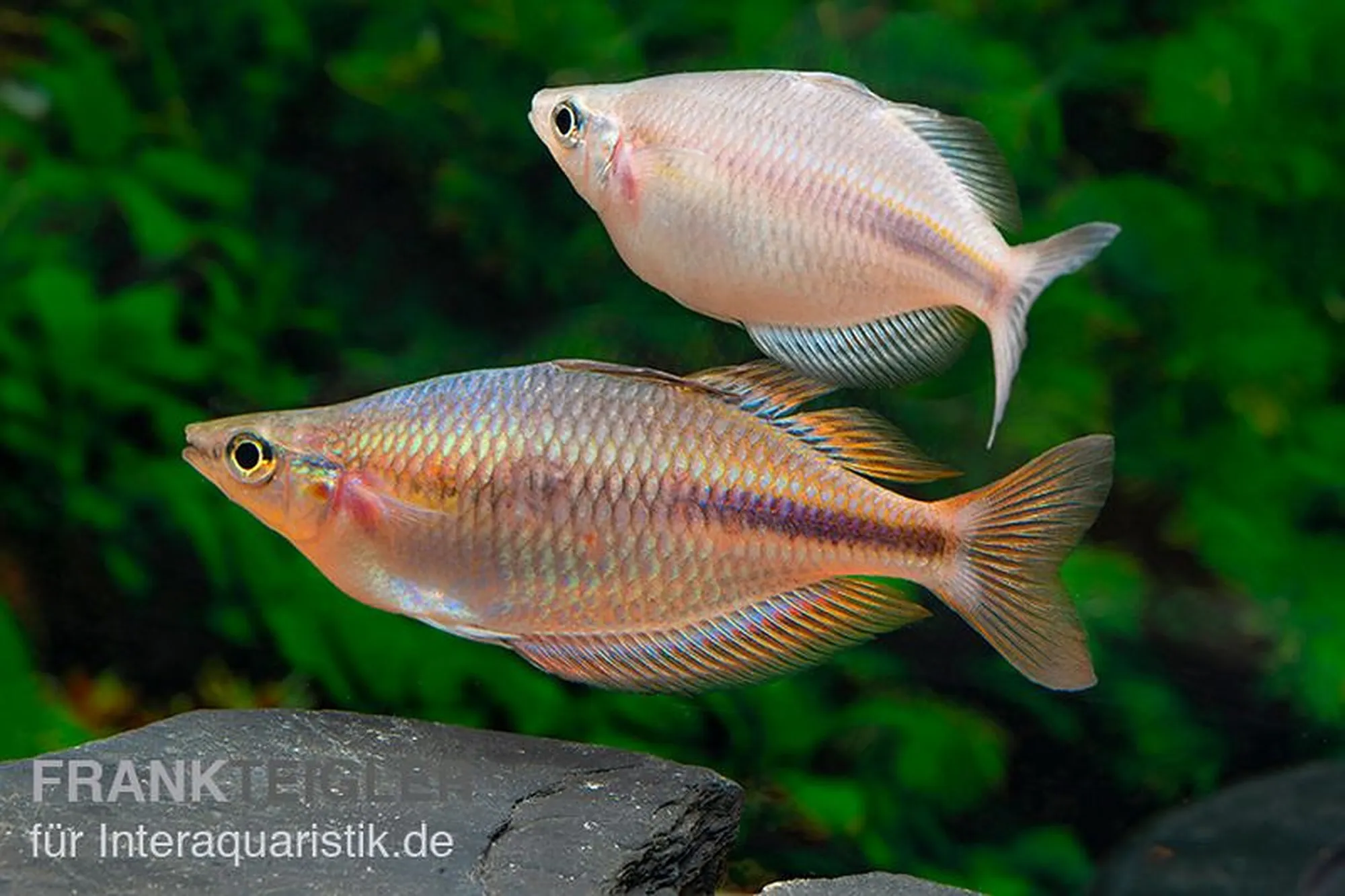 Kiura-Regenbogenfisch „Kiura“, Melanotaenia cf. goldiei „Kiura“