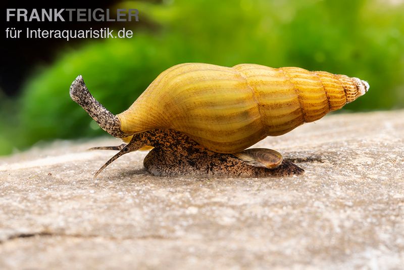 Goldene Raubturmdeckelschnecke, Anentome helena