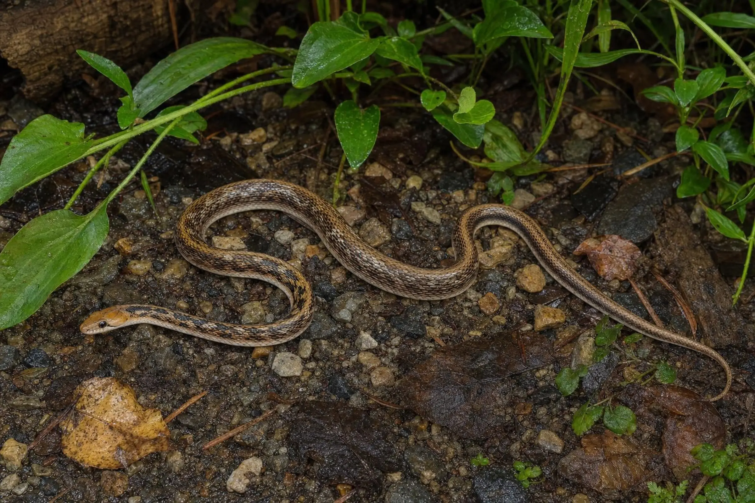 Indische Schmucknatter, Coelognathus helena