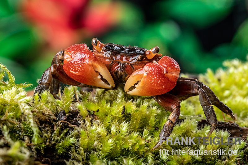 Rote Mangrovenkrabbe, Pseudosesarma moeshi, Paar (1 Männchen + 1 Weibchen)