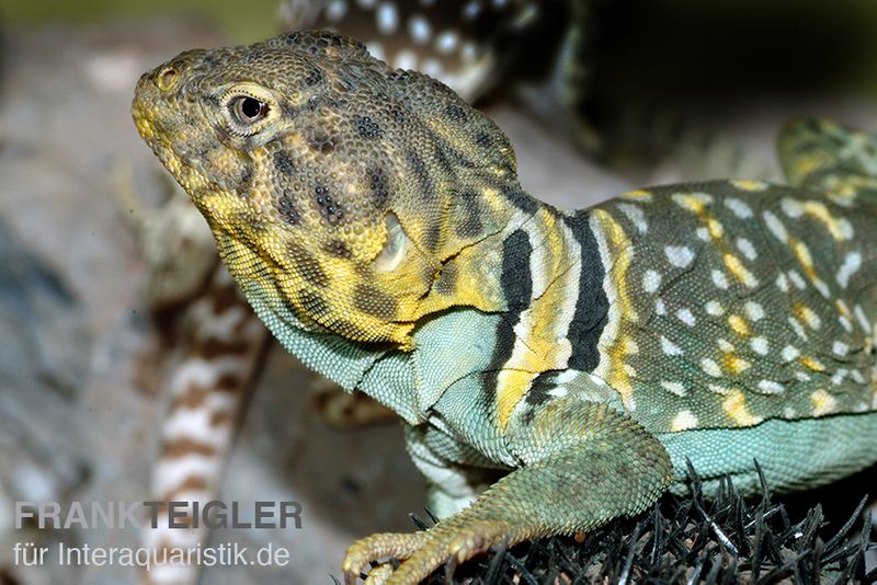 Halsbandleguan, Crotaphytus collaris (Paar), paar