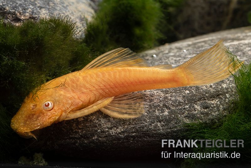 Goldener Antennenwels, Ancistrus sp. Gold, Größe M (4-5 cm)